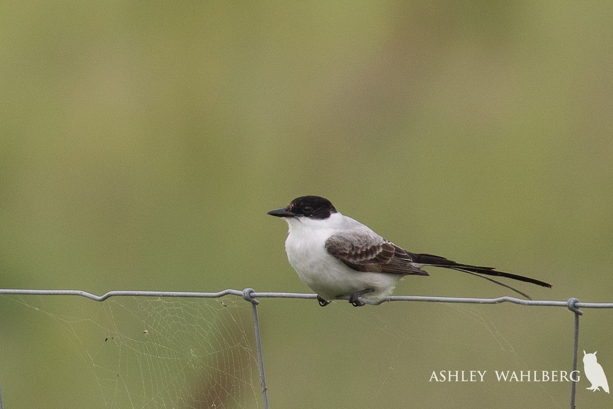 Fork-tailed Flycatcher - Ashley Wahlberg (Tubbs)