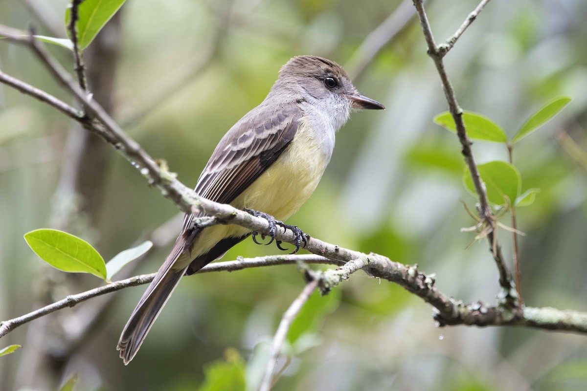 Brown-crested Flycatcher - Carlos Moura