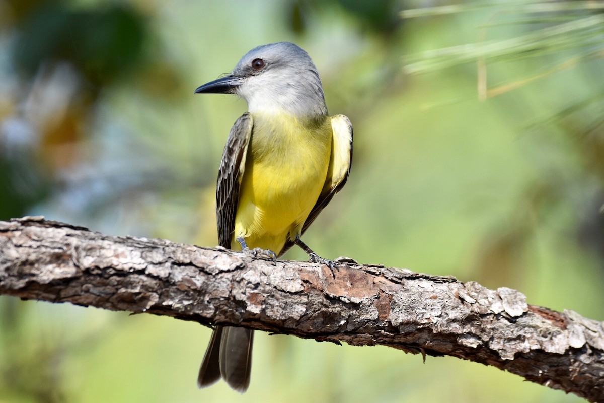 Tropical/Couch's Kingbird - Jane Crawford