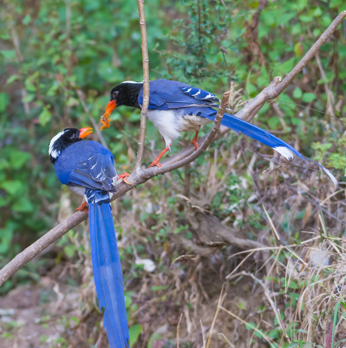 Red-billed Blue-Magpie - Arunava Bhattacharjee