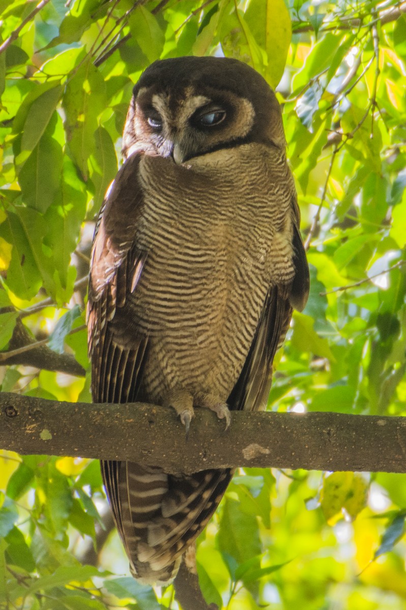 Brown Wood-Owl - Arunava Bhattacharjee