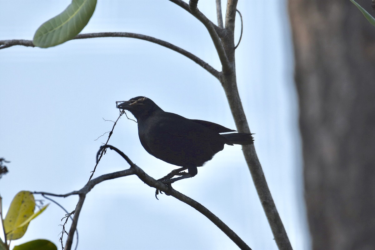 Melodious Blackbird - ML150950891
