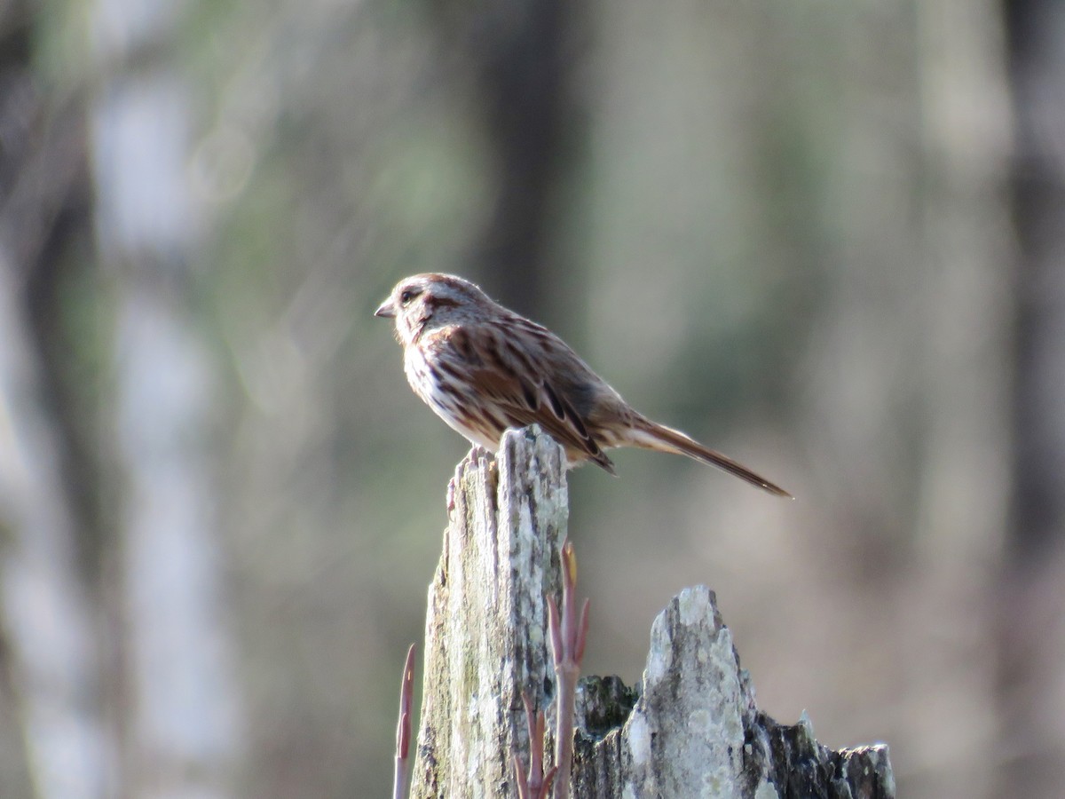Song Sparrow - Pete Fenner