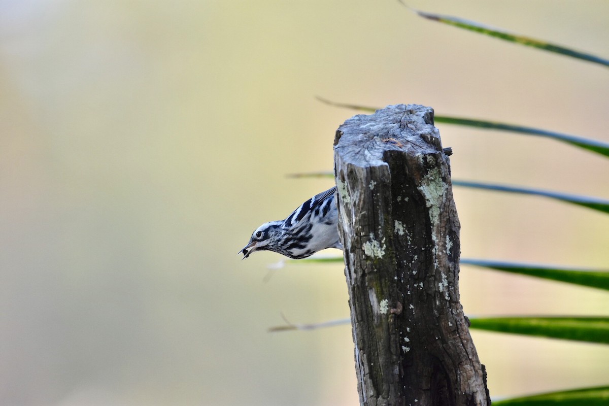 Black-and-white Warbler - ML150951021