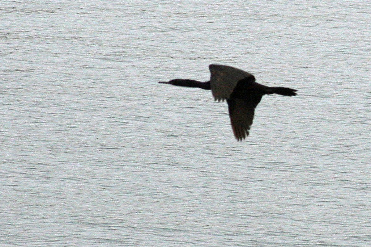 cormorant sp. - ML150952021