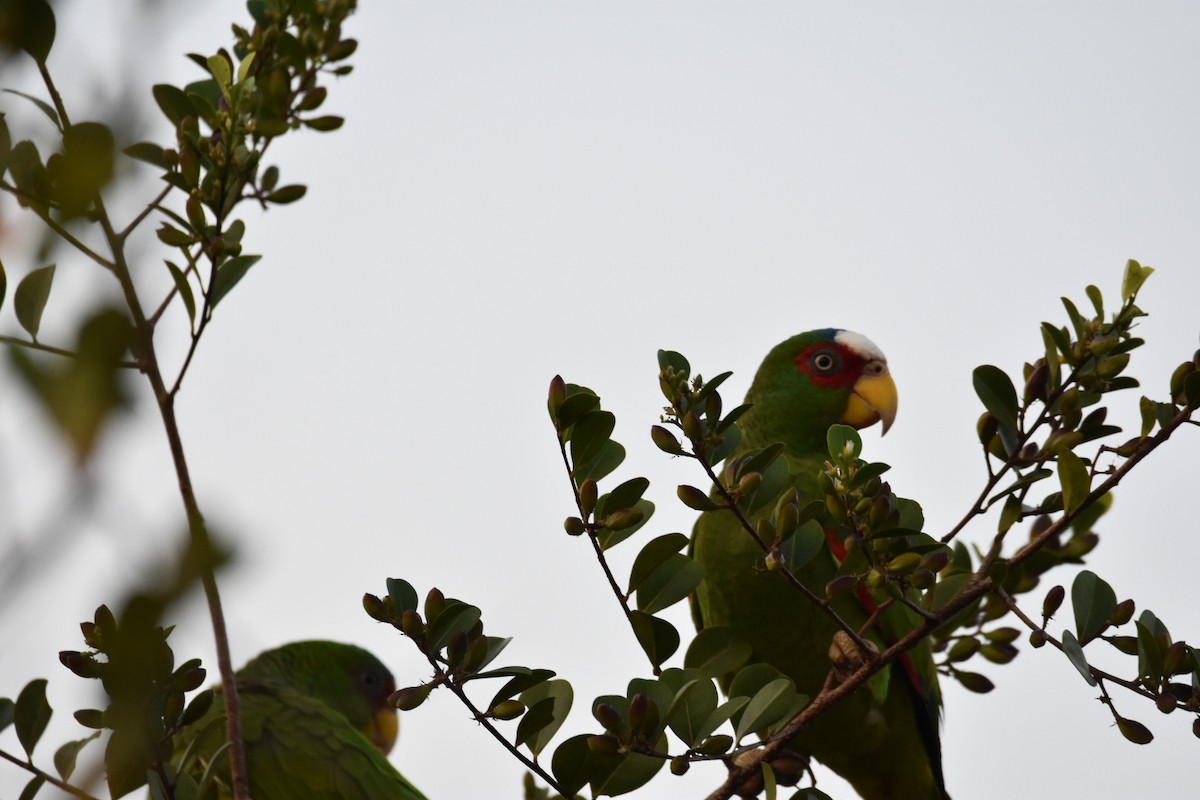 White-fronted Parrot - ML150952621