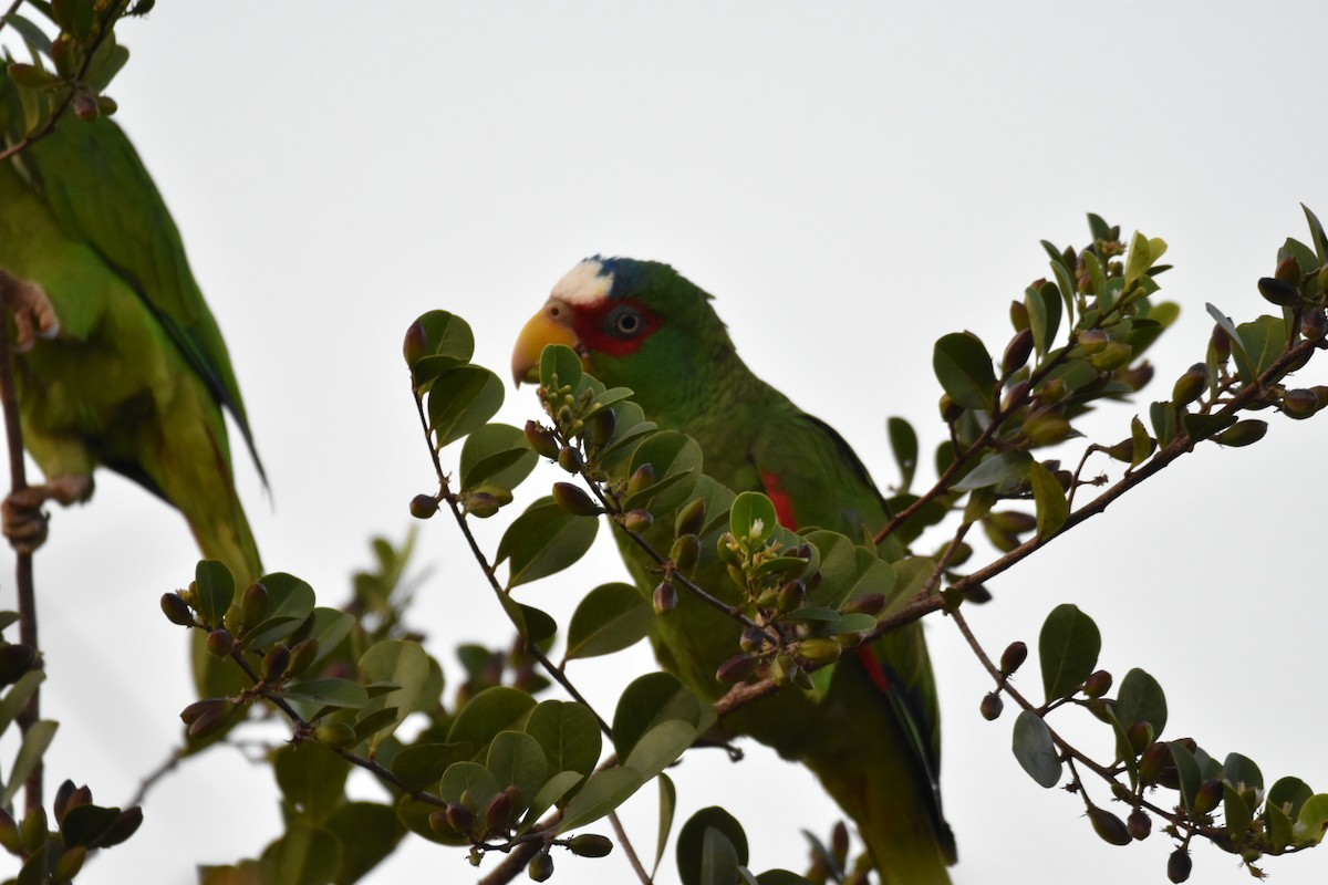 White-fronted Parrot - Jane Crawford