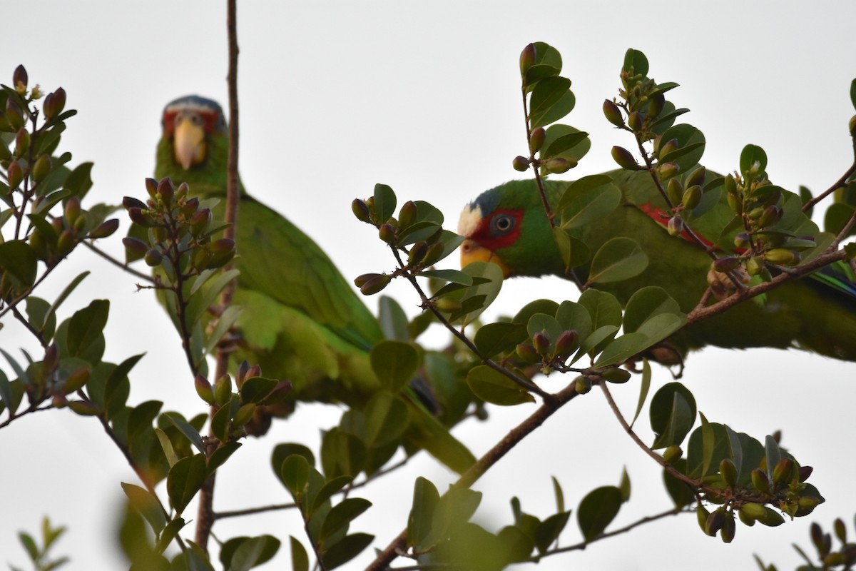 White-fronted Parrot - ML150952641