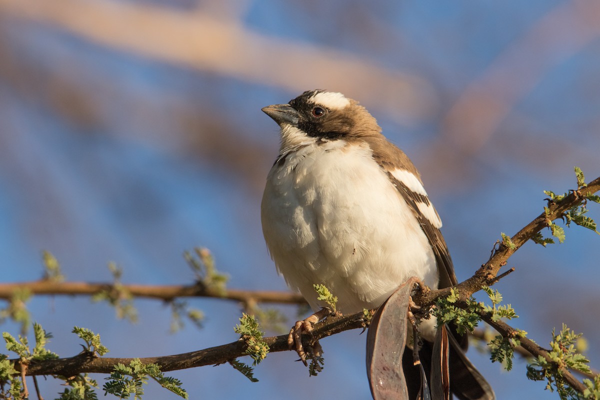 White-browed Sparrow-Weaver - ML150952901