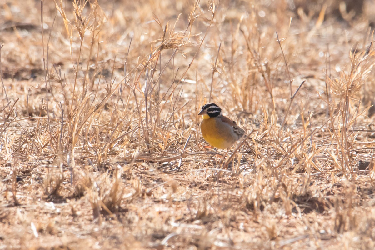 Golden-breasted Bunting - ML150952991