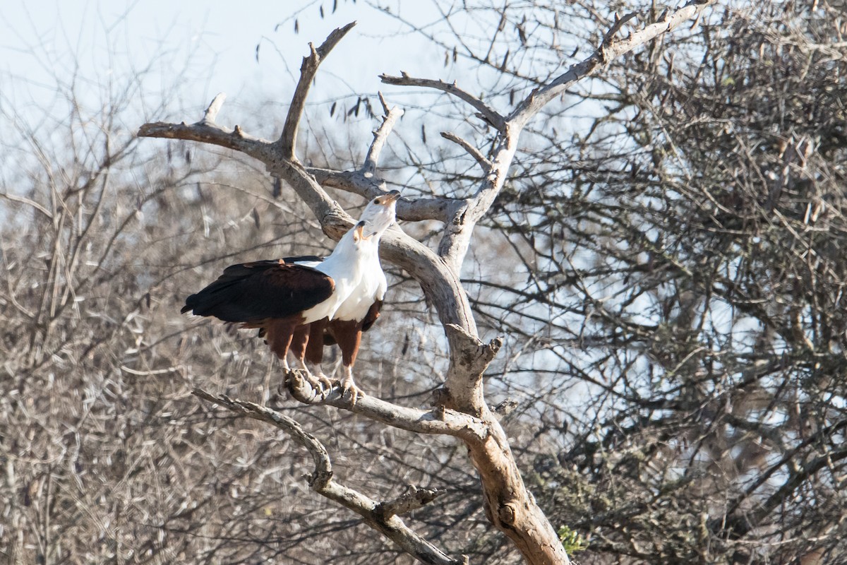 African Fish-Eagle - ML150953041