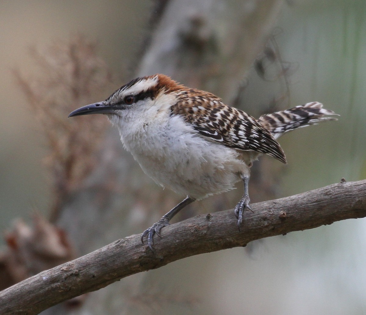 Rufous-naped Wren - Don Coons