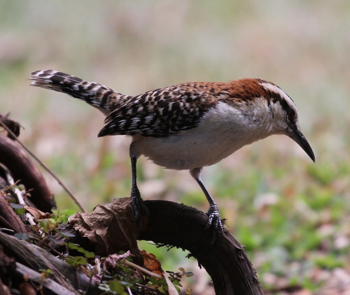 Rufous-naped Wren - Don Coons