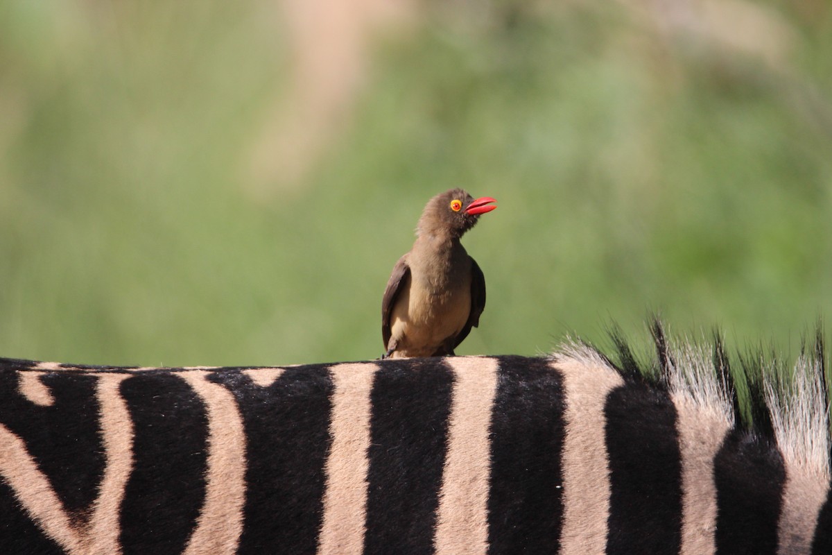 Red-billed Oxpecker - ML150955201
