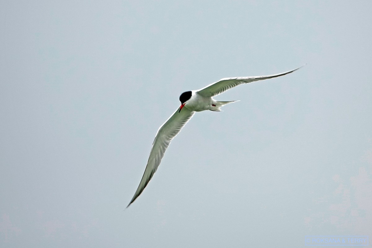 Common Tern - ML150956091