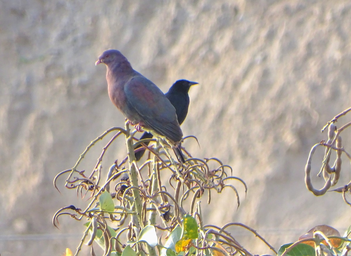 Red-billed Pigeon - Alfonso Auerbach