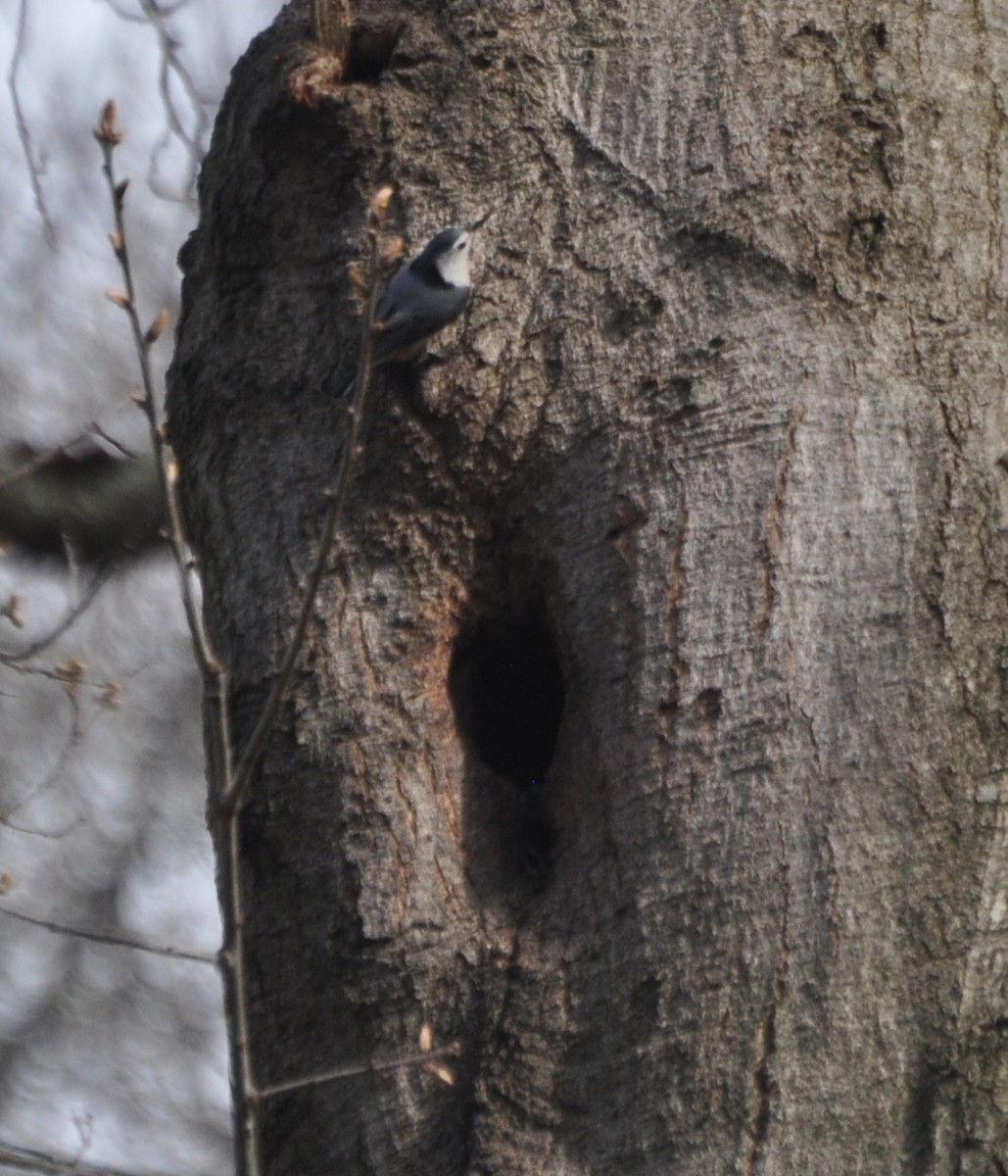 White-breasted Nuthatch (Eastern) - Tim Healy