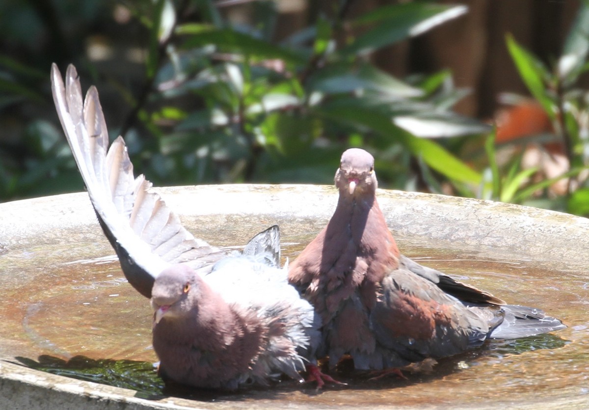 Red-billed Pigeon - Don Coons