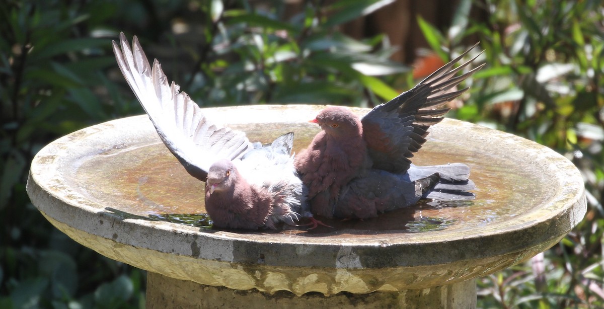 Red-billed Pigeon - Don Coons