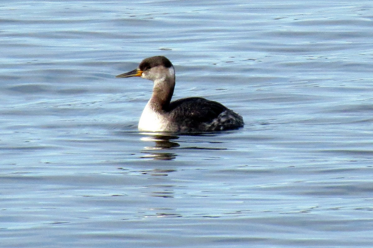 Red-necked Grebe - ML150958361
