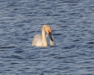Trumpeter Swan, ML150959971