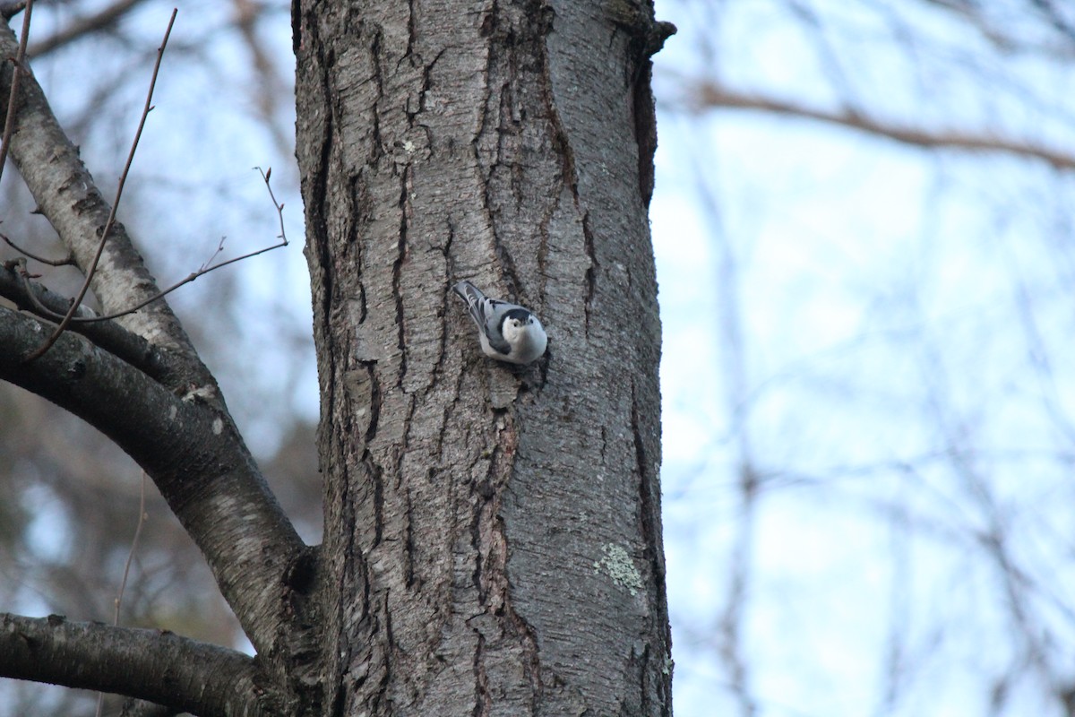 White-breasted Nuthatch (Eastern) - Nathan Schoonover