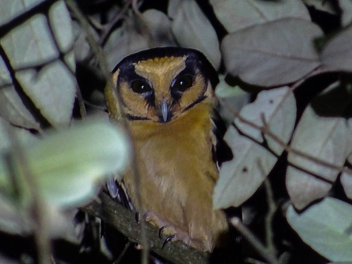 Buff-fronted Owl - ML150961351