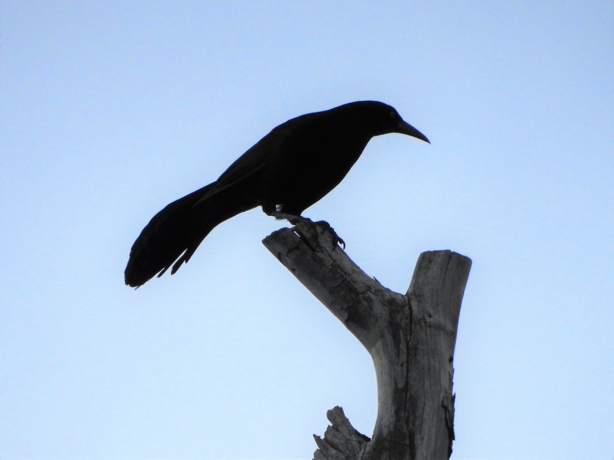 Great-tailed Grackle - ML150963511
