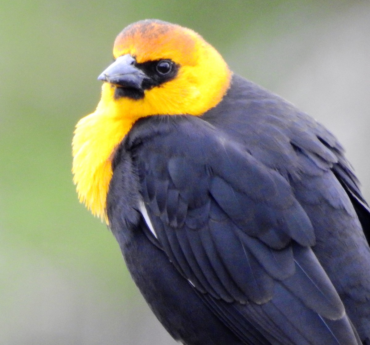 Yellow-headed Blackbird - ML150965061