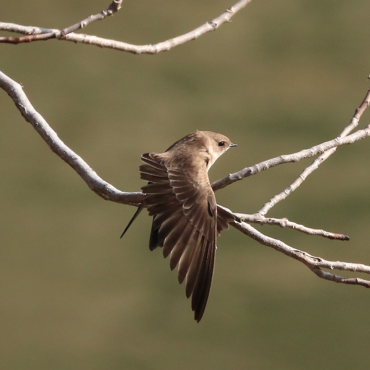 Northern Rough-winged Swallow - ML150965981