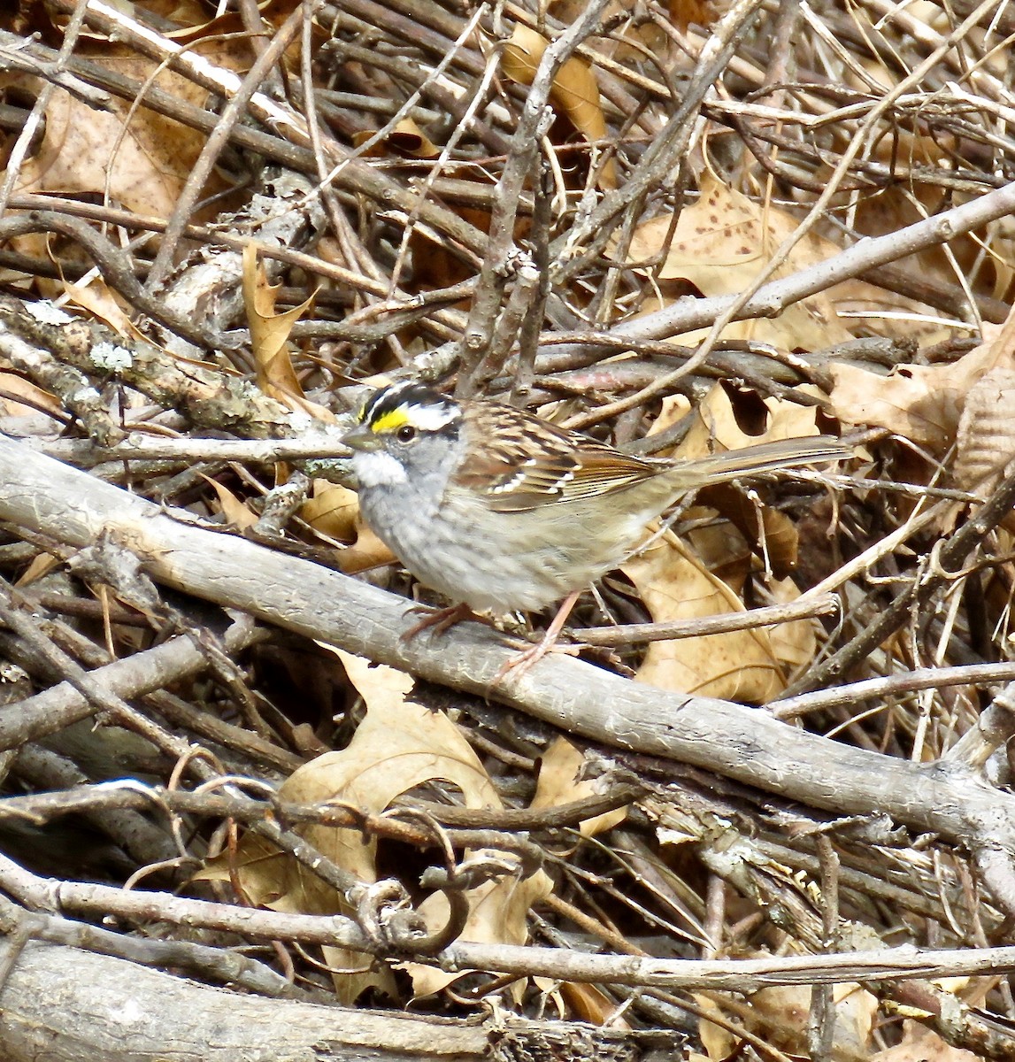White-throated Sparrow - ML150967881