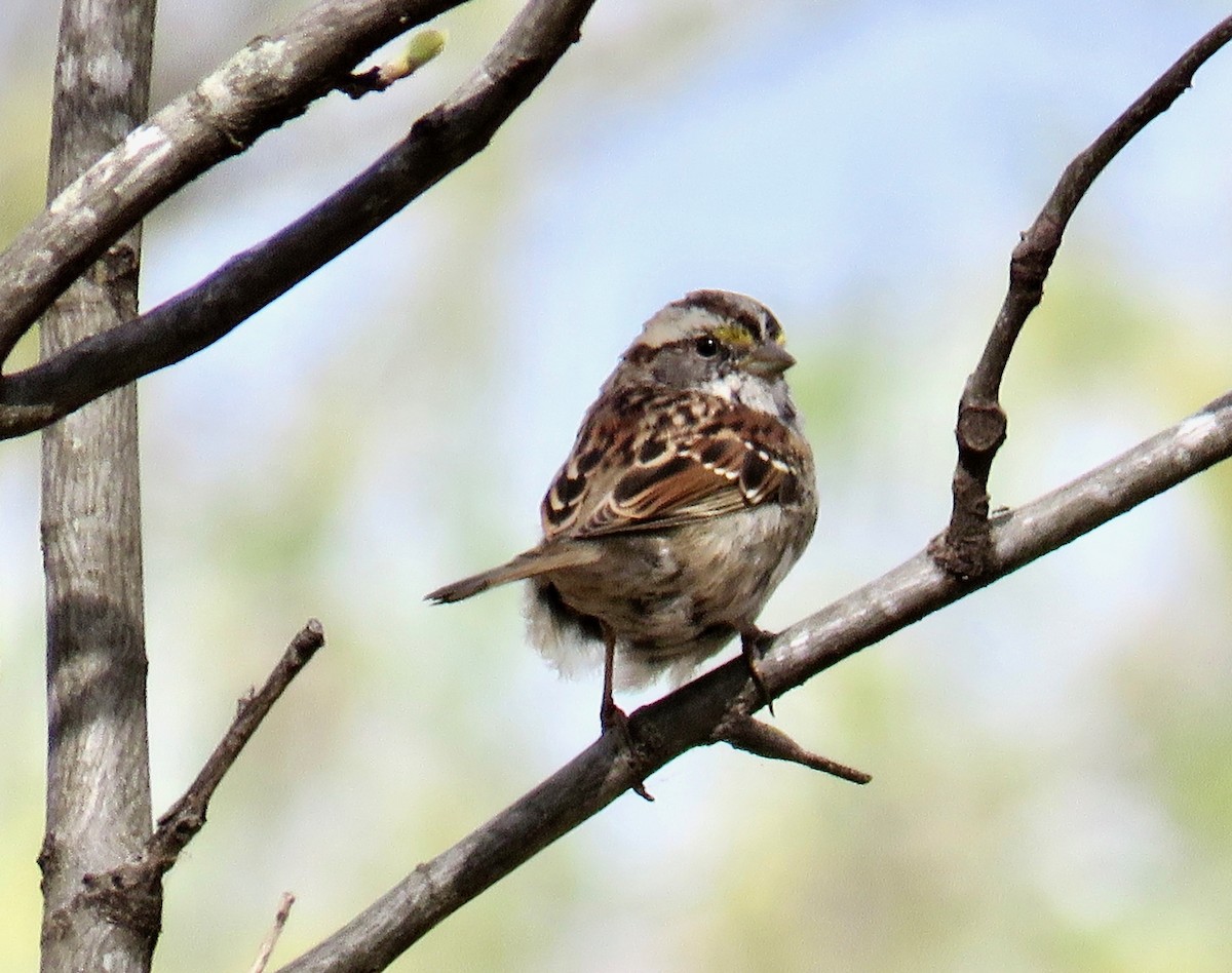 White-throated Sparrow - ML150967891