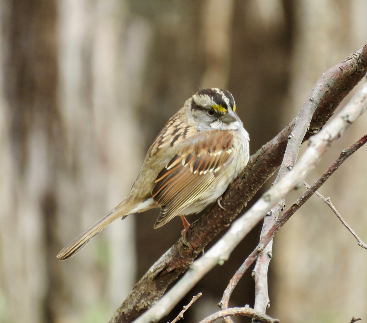 White-throated Sparrow - ML150967921