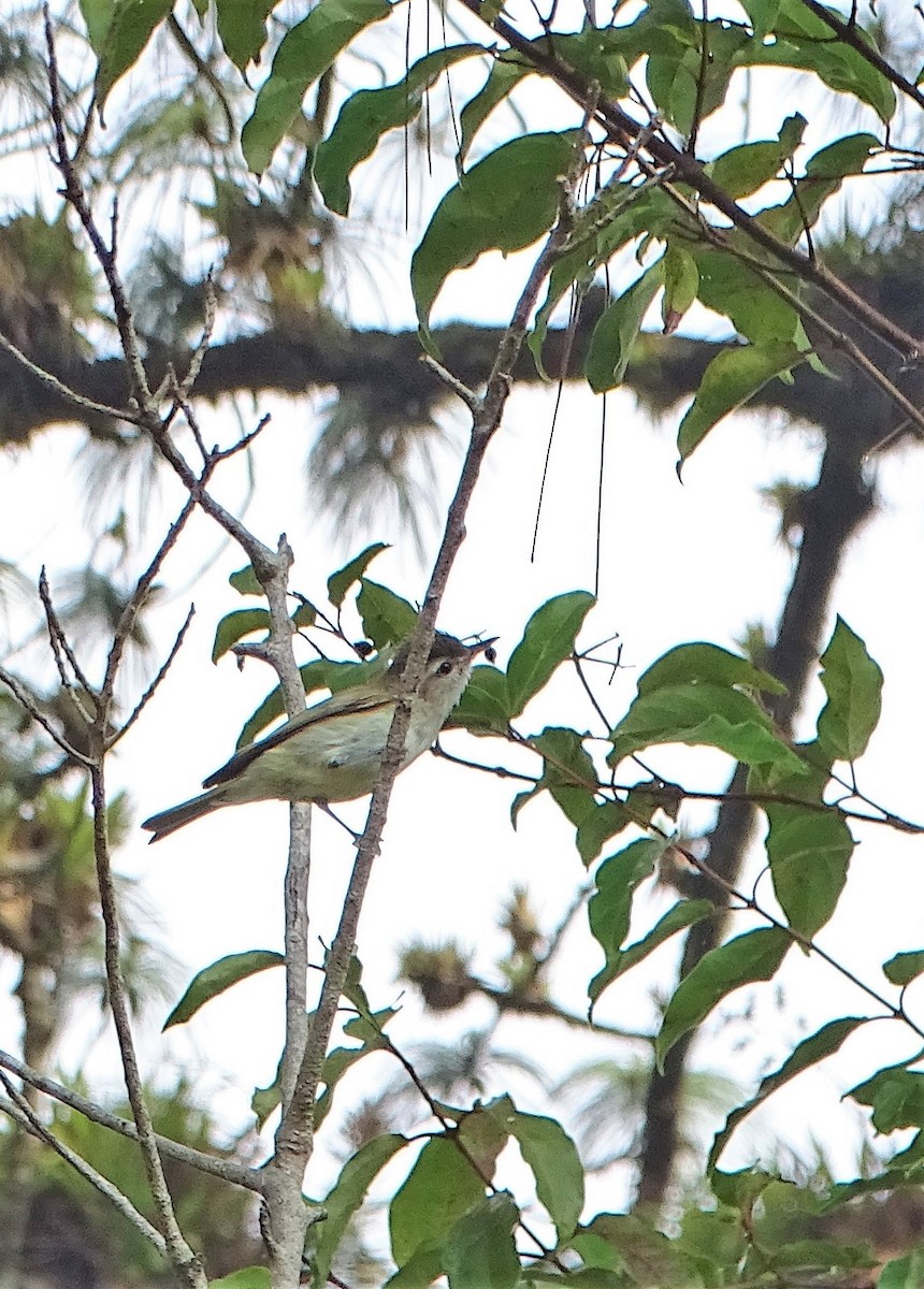 Brown-capped Vireo - Alfonso Auerbach