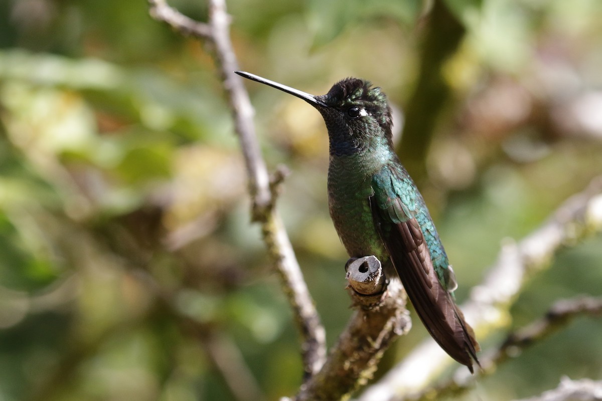 Talamanca Hummingbird - Cameron Eckert