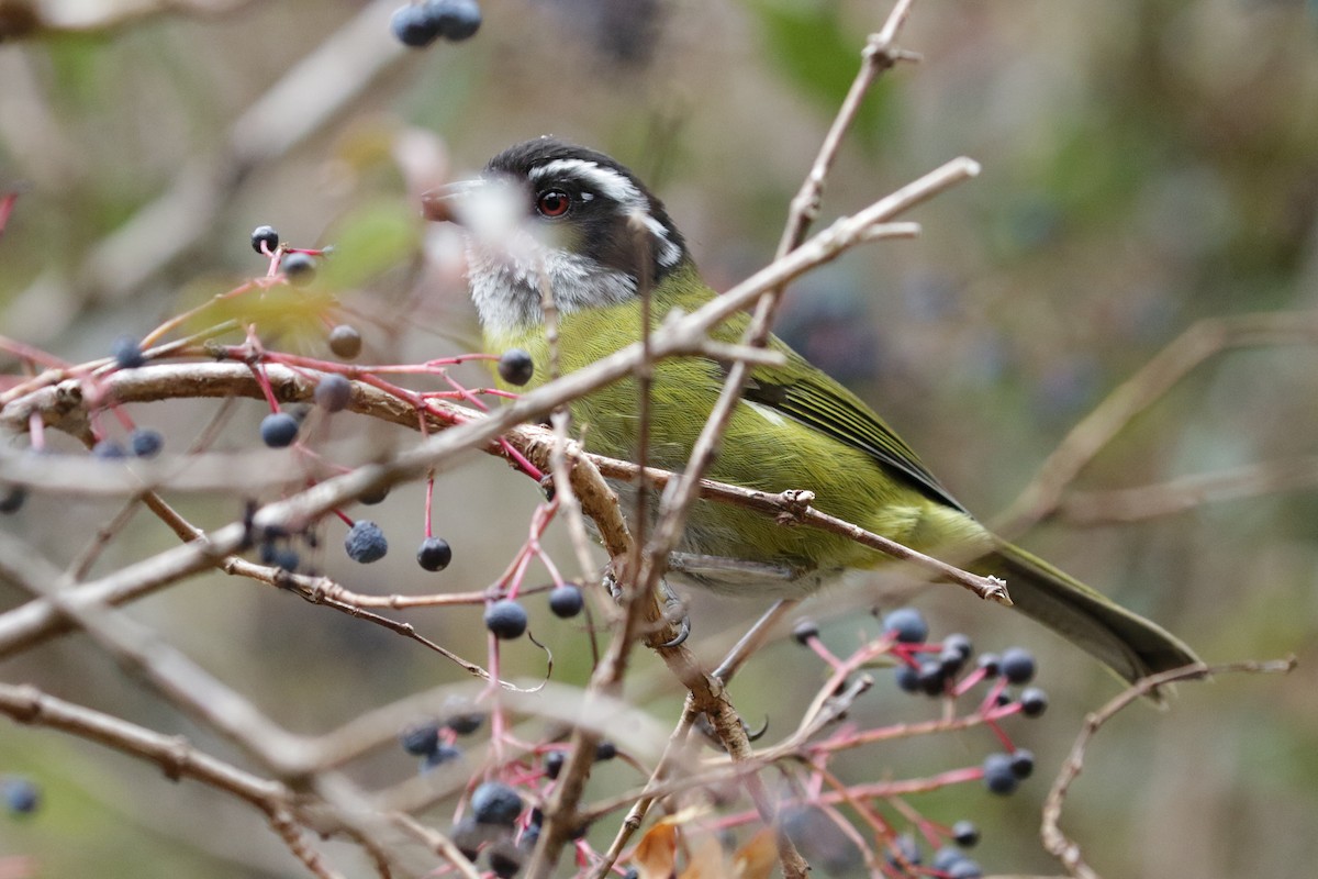 Sooty-capped Chlorospingus - ML150972341