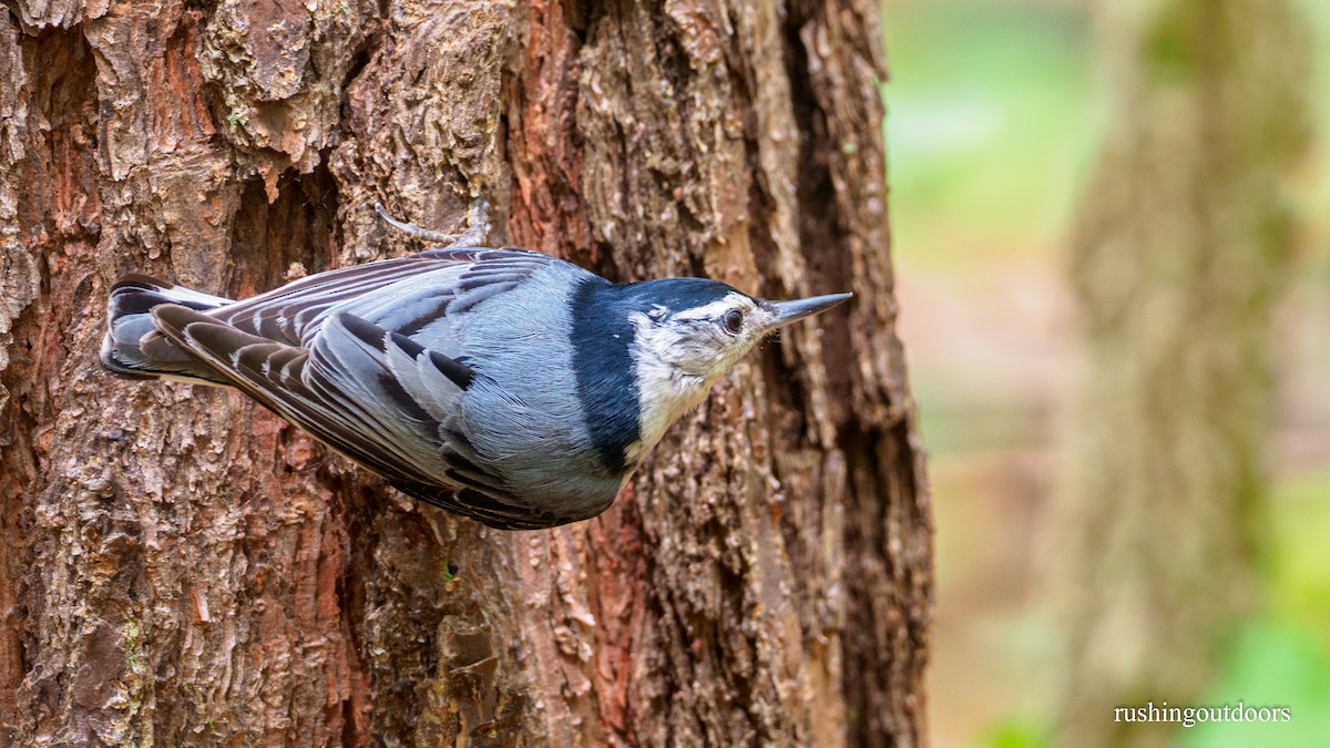 White-breasted Nuthatch (Eastern) - Steve Rushing