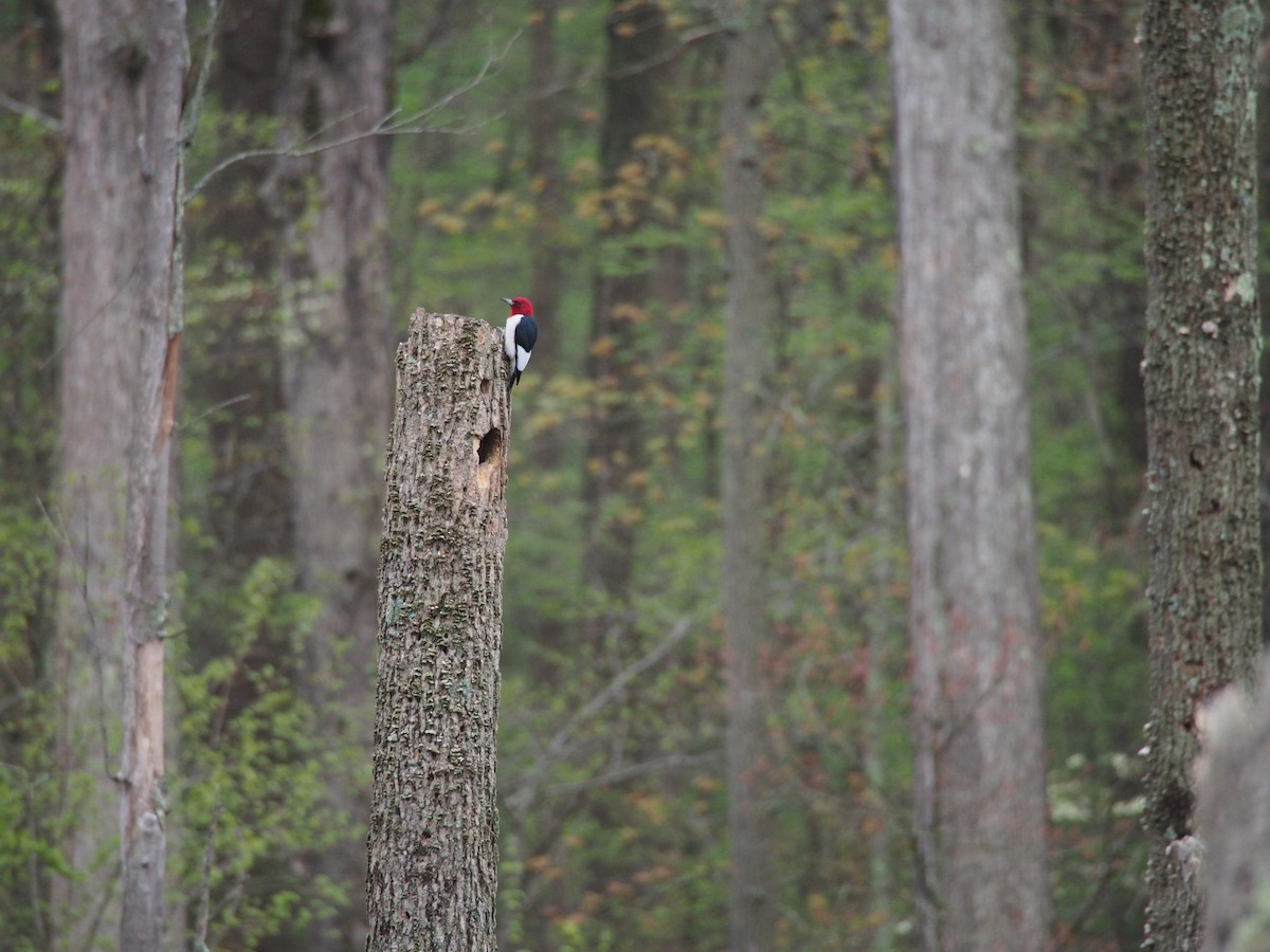 Red-headed Woodpecker - Daniel Lebbin