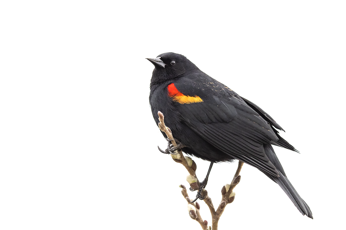 Red-winged Blackbird - David Badke