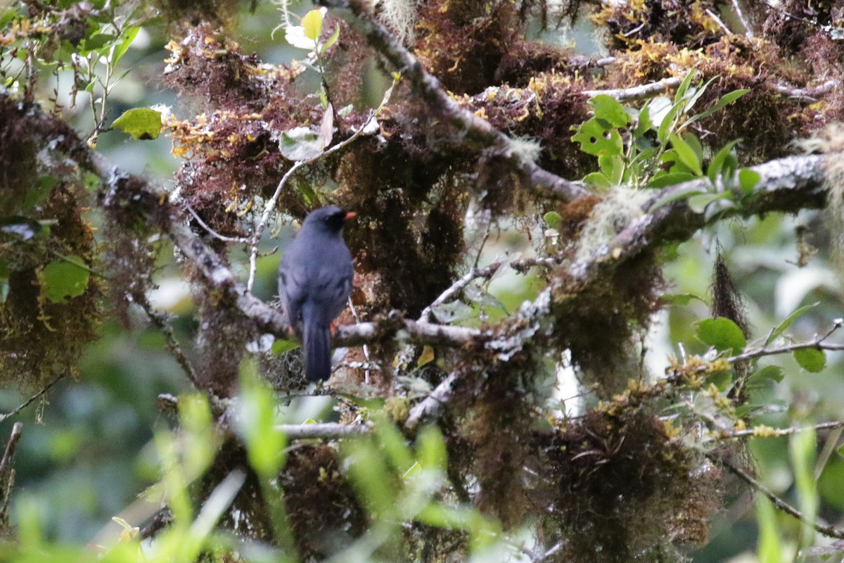 Black-faced Solitaire - ML150975971