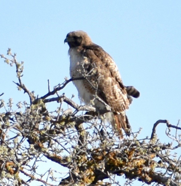 Red-tailed Hawk - ML150976841