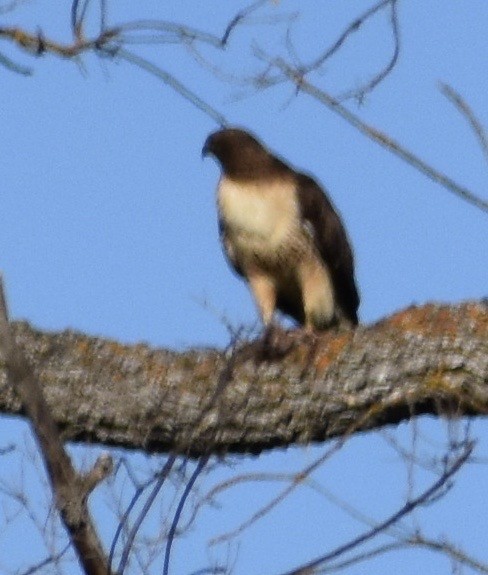 Red-tailed Hawk - ML150977141