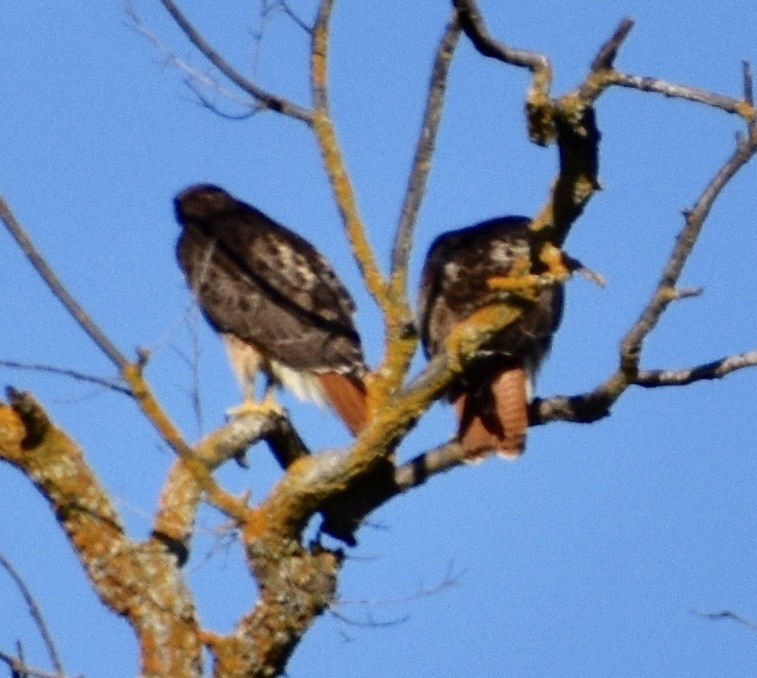 Red-tailed Hawk - ML150977301