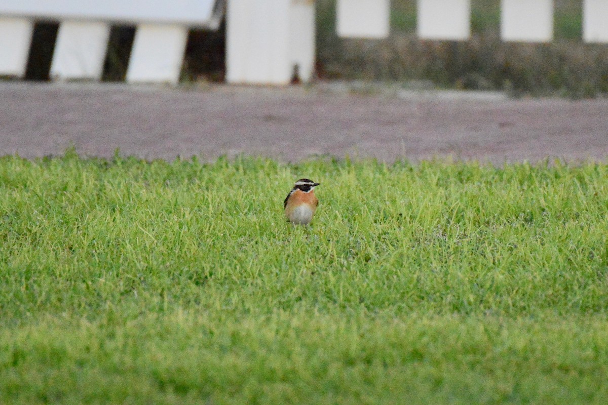 Whinchat - ML150977951