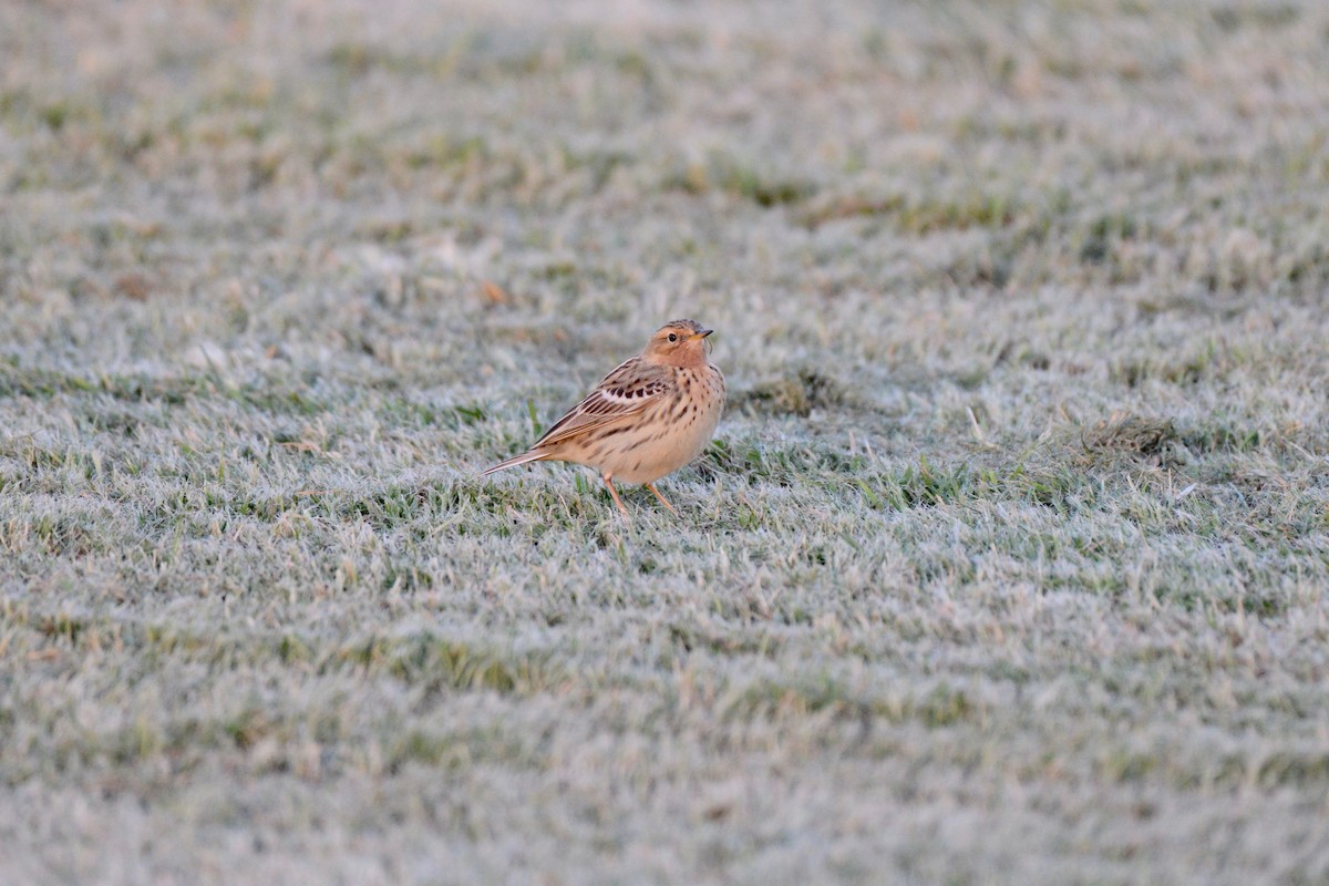 Red-throated Pipit - Timothy Lloyd