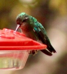 hummingbird sp. - Victoria Rigney