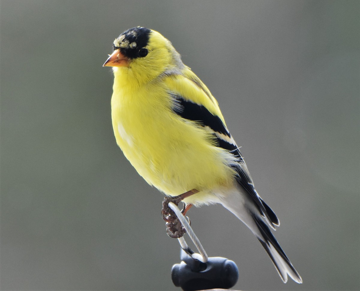 American Goldfinch - Ken Milender