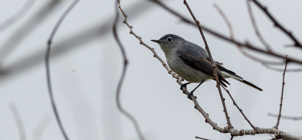 Blue-gray Gnatcatcher - Forest Botial-Jarvis