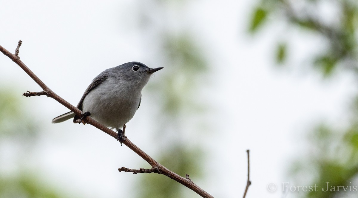 Blue-gray Gnatcatcher - Forest Botial-Jarvis