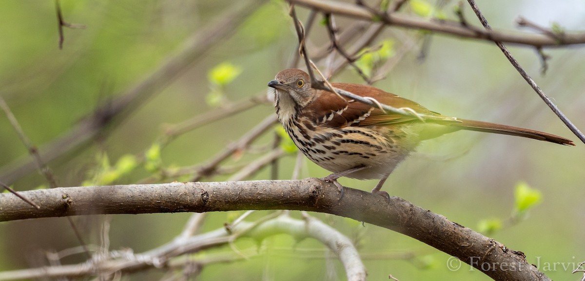 Brown Thrasher - Forest Botial-Jarvis